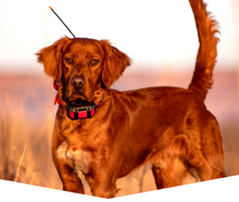 Load image into Gallery viewer, Alpha Dog Tracking and Training Collars - Johnson's Telemetry, LLC